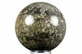 Fossil Crinoid Stems In Marble Sphere #308995-1